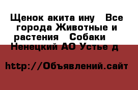 Щенок акита ину - Все города Животные и растения » Собаки   . Ненецкий АО,Устье д.